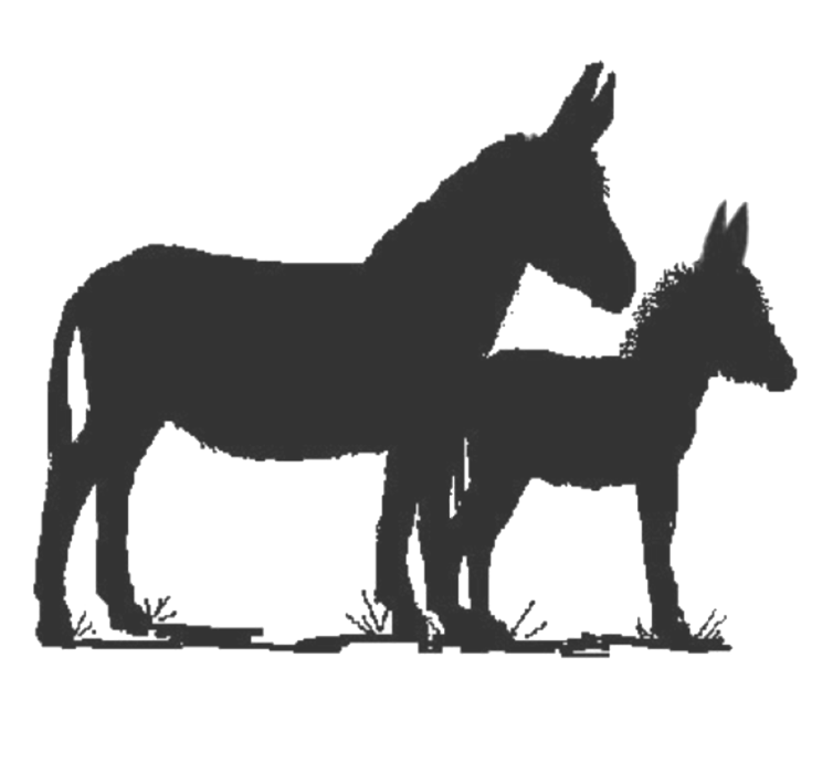 Uses For Miniature Donkeys Sunny G Acres