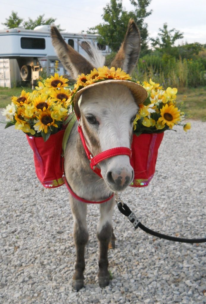 Uses For Miniature Donkeys Sunny G Acres