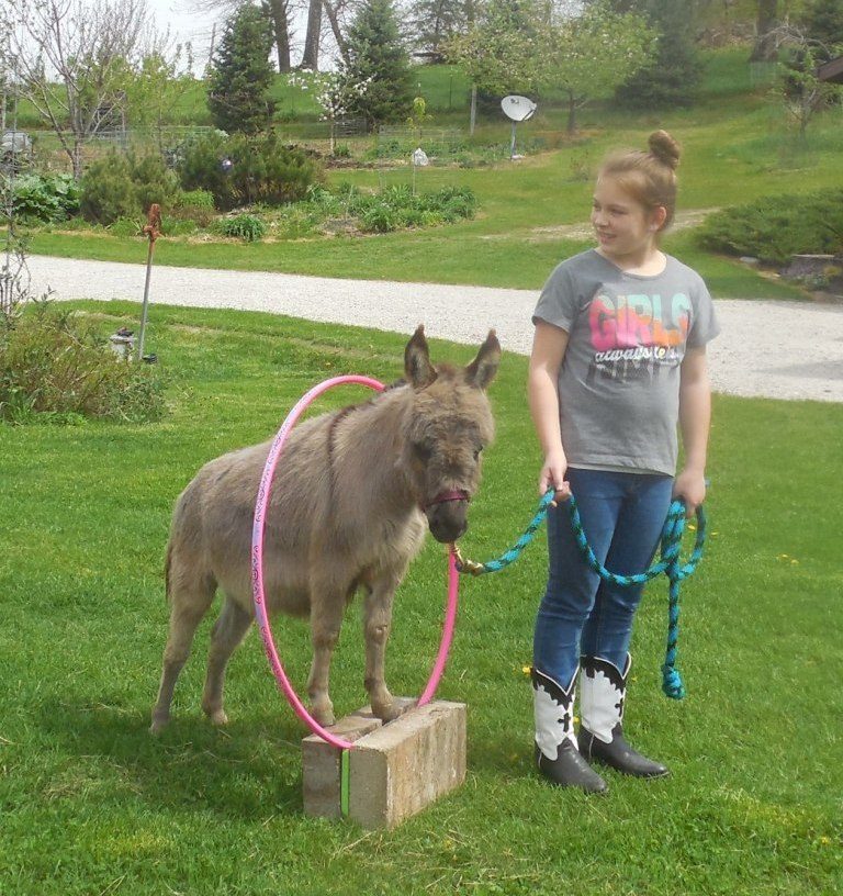 Uses For Miniature Donkeys Sunny G Acres