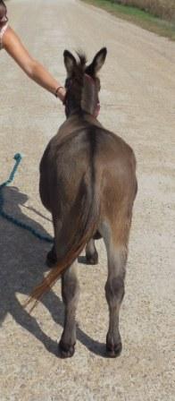 Uses For Miniature Donkeys - Sunny G Acres