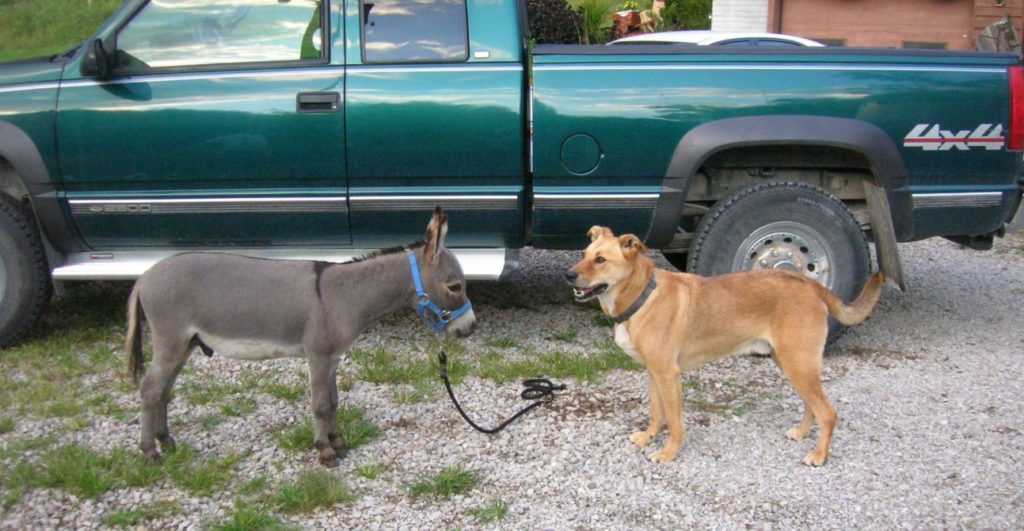 spotted mini donkey for sale near me